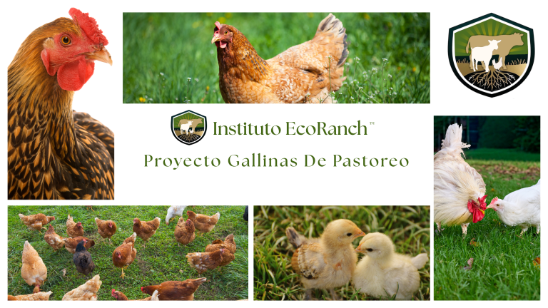 Proyecto Gallinas de Pastoreo