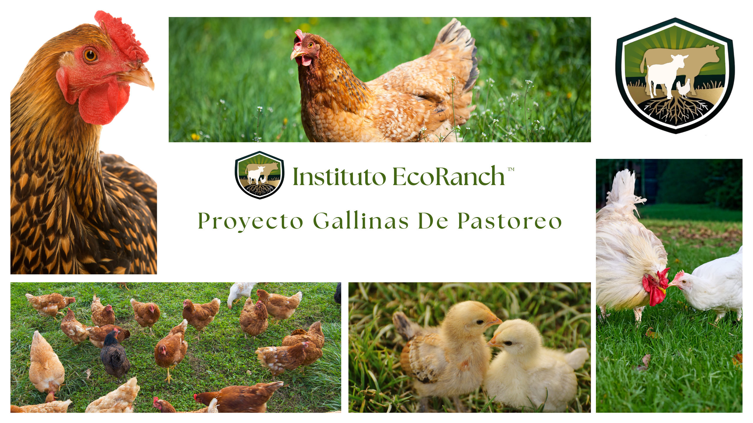 Proyecto Gallinas de Pastoreo